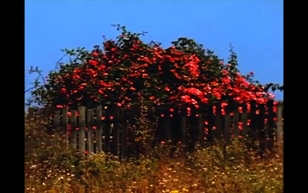 Sem Título # 9 : Nem Todas as Flores da Falta