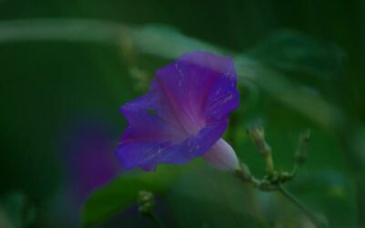 15th Cine Esquema Novo – Brazilian Audiovisual Art takes place from February 14–23 in Porto Alegre -en